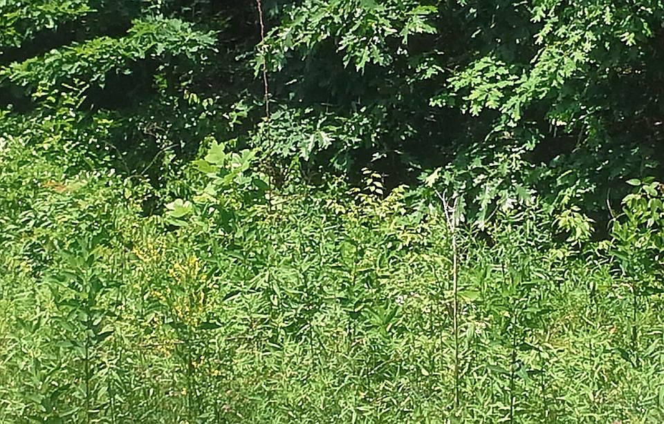 2nd image of Lot 7 Shady Grove Estates