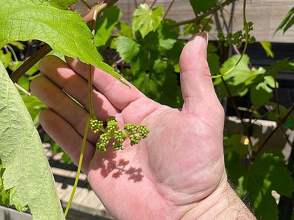 Alsace-Lorraine grapes 
