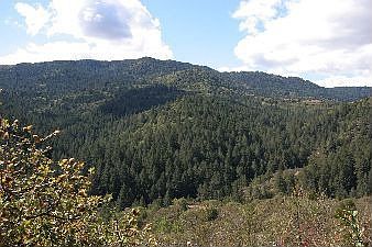 Mountain & Forest :: 5700 Dry Creek Road