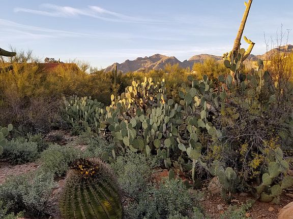Terrain North of Back Yard