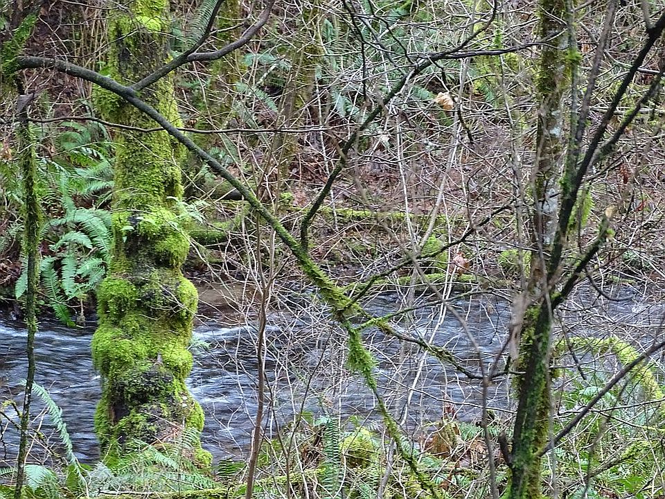 1st image of 31307 NE Brickie Creek Dr