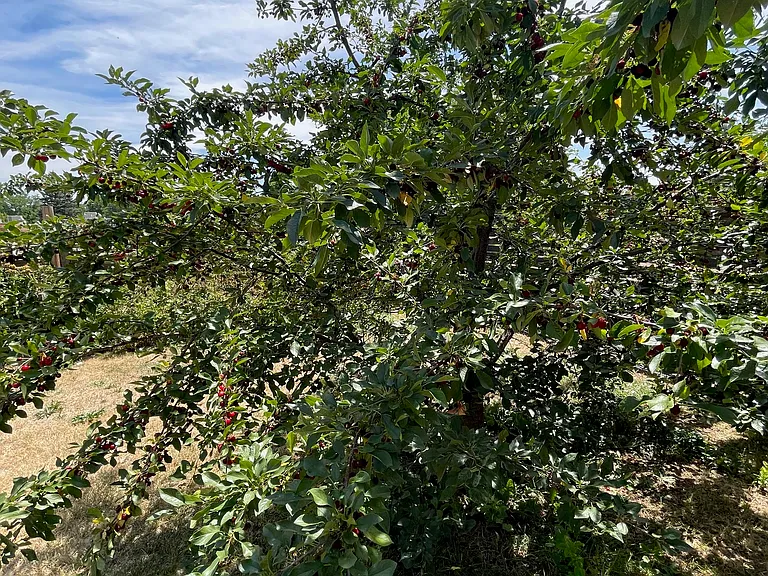 Cherry tree is fully producing.