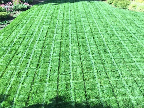 Best grass in Gig Harbor