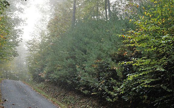 2nd image of Turkey Hollow Ct