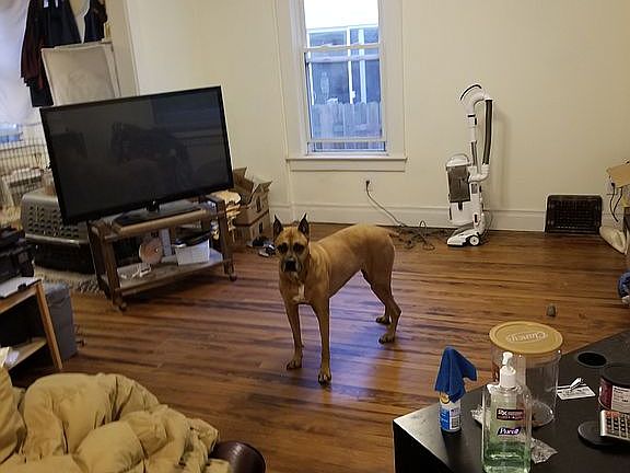 5th image of 728 Miller Ave