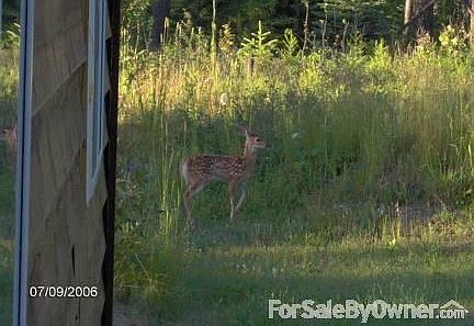 Fawn
						:
						Wildlife abounds. Borders USFS recreational corridor to the wilderness.