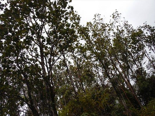 2nd image of Road 2 Lot 2964