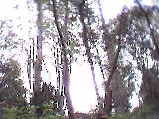 madrona trees in back