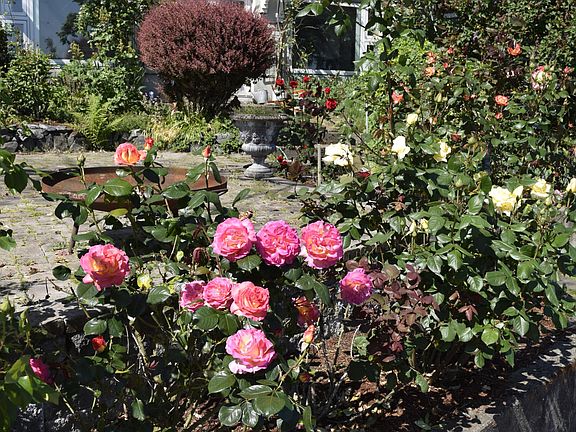 garden