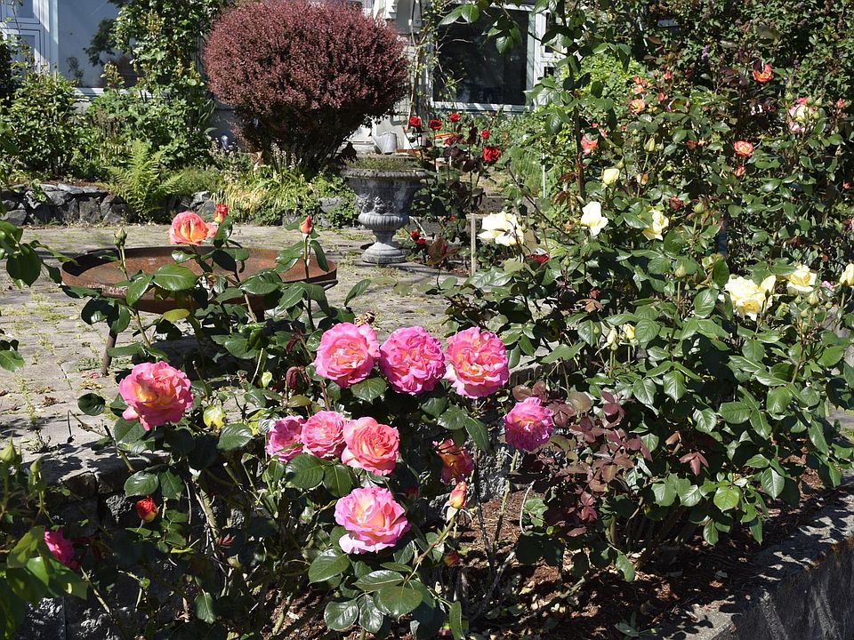garden