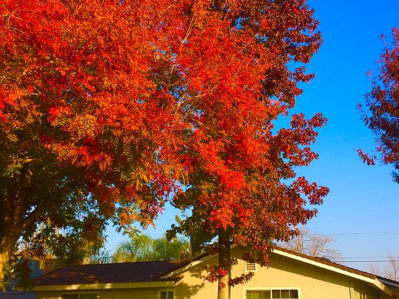 Fall View 