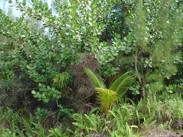 1st image of 1st Avenue Akala Lot 2968