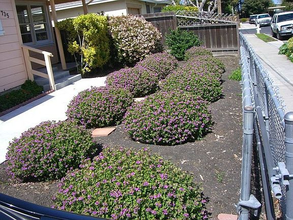 Front garden