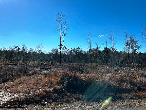 ready for reforestation