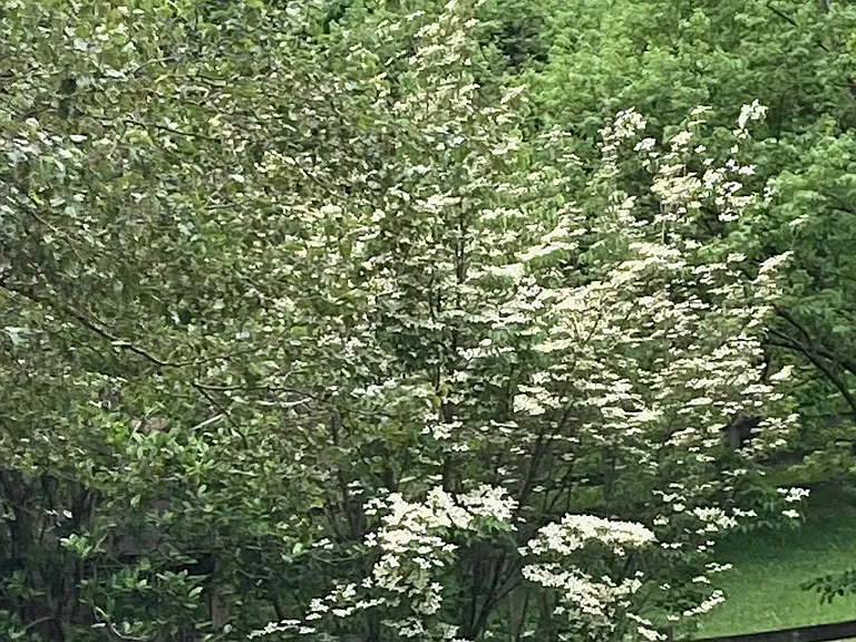 Dogwood Hills Rd — Photo 12
