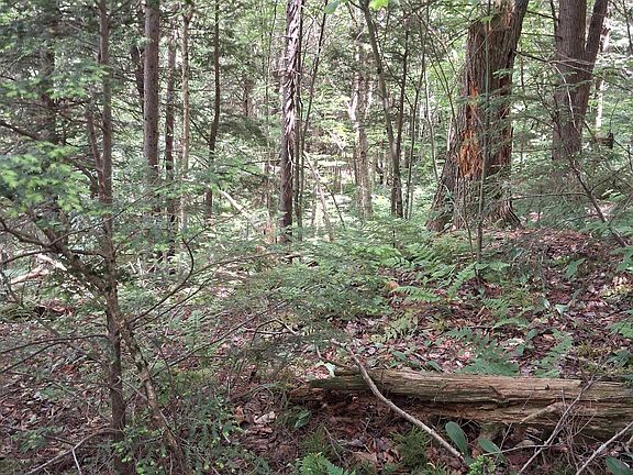 4th image of Lot 15 +37 acre Spruce Lane Lot 15