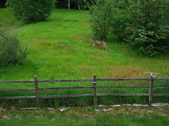 summer visitor