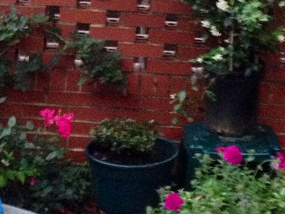 Personal oasis patio