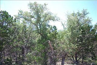 1st image of 220 Crazy Horse Trl