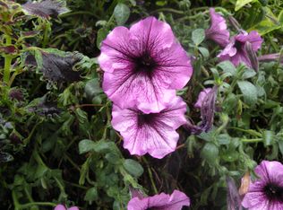 5226 Biederbeck Dr, Charlotte, NC 28212