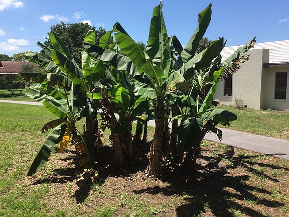 Endless supply of bananas!
