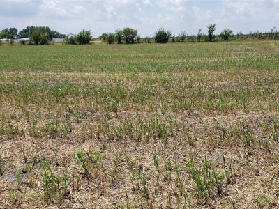 LOT 1 Bozek Ln, Ennis, TX, 75119