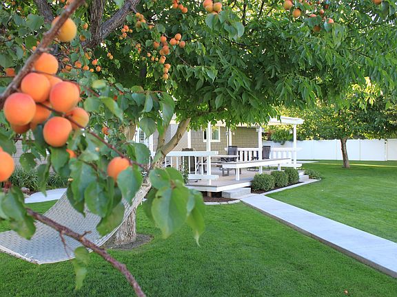 Mature Fruit Trees