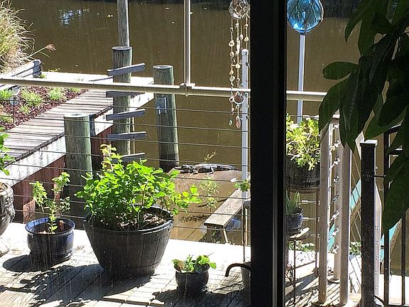 deck view w/gator visit