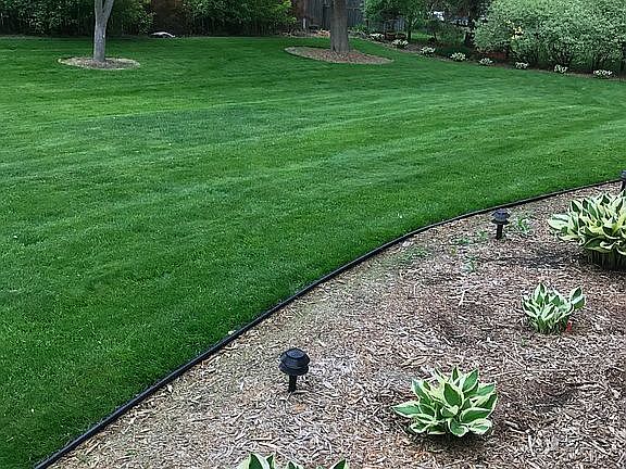 Back yard 