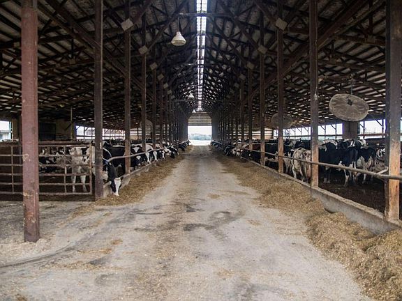 Modern-Day Dairy, 27246 Hwy 28, Grey Eagle, MN: free stall barn