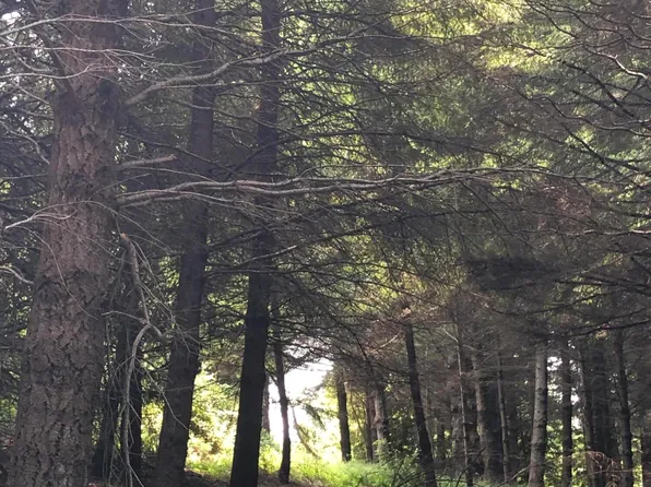 278 Ridge Rd, Whitethorn, CA 95589