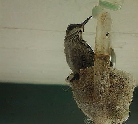 6th hummingbird on its nest
