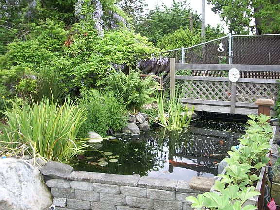 Wonderful Koi pond and waterfall!