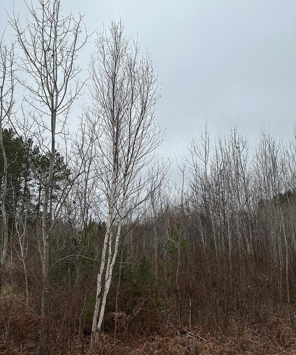 Swamp Lake Rd 406911, Tomahawk, WI 54487 MLS 204749 Zillow