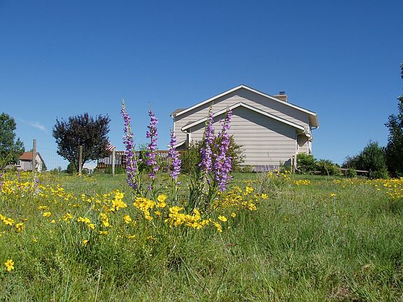 Wildflowers