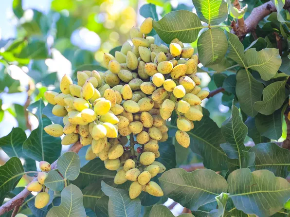 10570 Ave 16, Delano, CA 93215