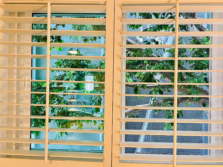 This is the view of the special tree outside the primary bedroom. All new windows open wide to let the ocean breezes through