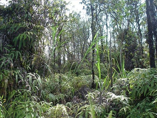 1st image of Lehua St Lot 7046