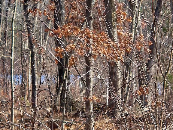 5th image of 7746 N Woodbridge Rd