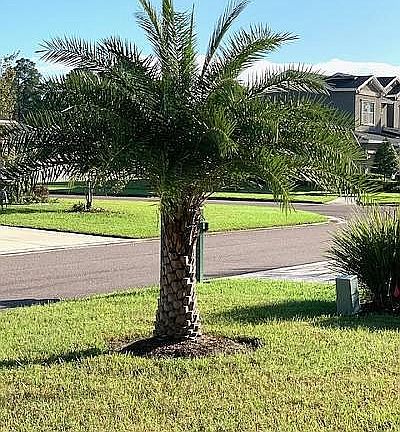 Palm tree in front yard