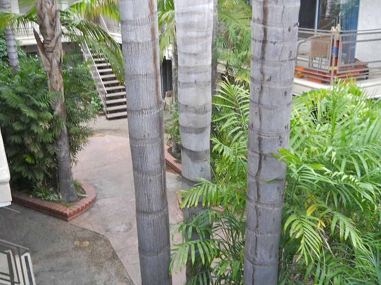 Brazillian - Richard Kaufman Revocable Trust — Photo 2