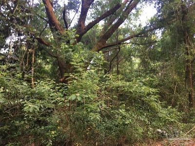0 Popcorn Rd, Milton, FL, 32583