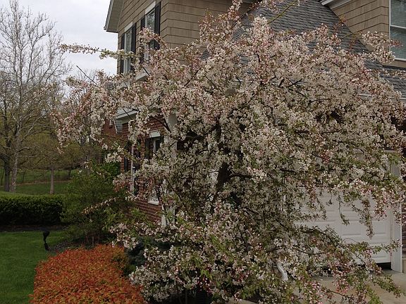 Side View of House with Tree
