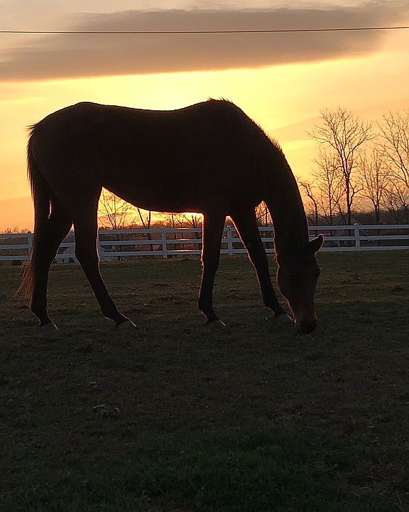 1st image of 19 Equestrian Cir