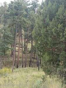 154 Stable Rd, Alto, NM, 88312