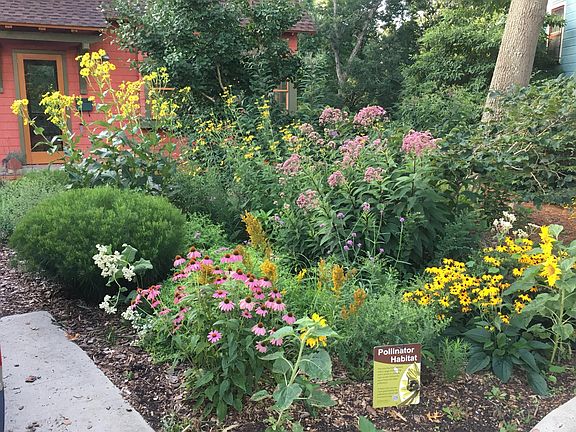 Front garden in August