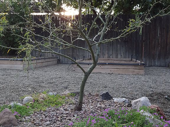 both young and mature trees