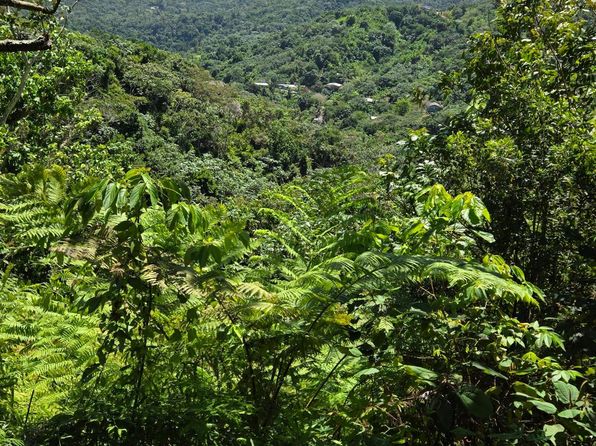 Km 13.8 Carr 141 Km #13.8, Jayuya, PR 00664