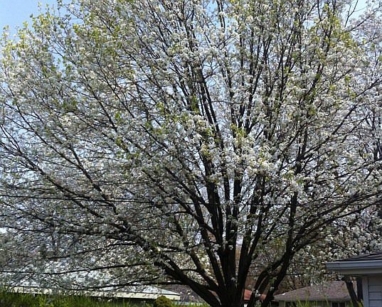 Non fruit bearing pear tree.