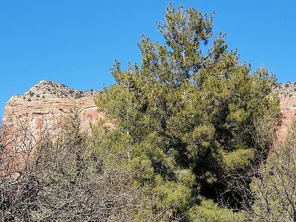 2nd image of 150 Pinon Woods Dr